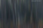 Farben im Wald