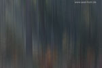 Farben im Wald