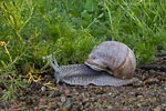 Weinbergschnecke