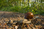 Weinbergschnecke