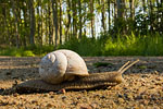 Weinbergschnecke