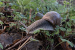 Weinbergschnecke