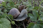 Weinbergschnecke