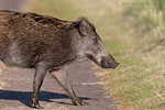 Wildschwein