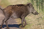 Wildschwein