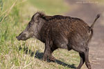 Wildschwein