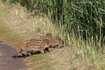 Wildschwein