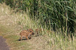 Wildschwein