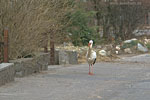 Vorsicht Wildwechsel