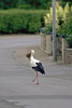Vorsicht Wildwechsel