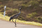 Vorsicht Wildwechsel