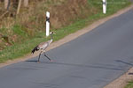Vorsicht Wildwechsel