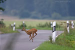 Vorsicht Wildwechsel