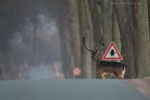 Vorsicht Wildwechsel