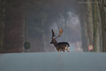 Vorsicht Wildwechsel
