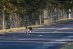 Vorsicht Wildwechsel