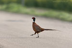 Vorsicht Wildwechsel