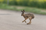 Vorsicht Wildwechsel