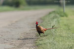 Vorsicht Wildwechsel