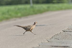 Vorsicht Wildwechsel