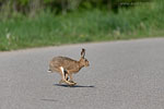 Vorsicht Wildwechsel