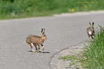 Vorsicht Wildwechsel
