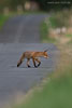 Vorsicht Wildwechsel