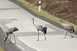 Vorsicht Wildwechsel