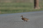 Vorsicht Wildwechsel