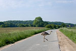 Vorsicht Wildwechsel
