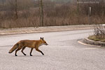 Vorsicht Wildwechsel