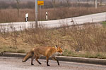 Vorsicht Wildwechsel