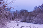 Wald