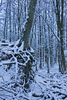 Wald