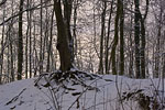 Wald