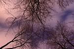 Wald