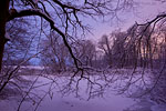 Wald