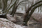 Wald
