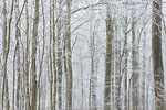 Wald