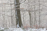 Wald