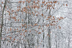 Wald