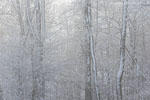 Wald