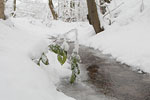 Wald