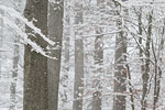 Wald