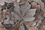 Wald