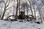 Wald