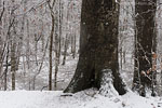 Wald