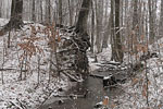 Wald